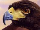 Harris Hawk