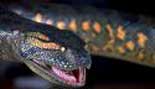 Snake